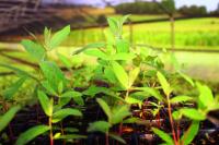 Zöglinge für Eukalyptus Bäume