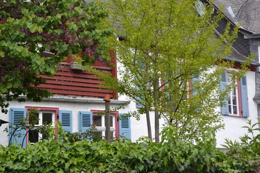 Denkmalschutzfenster PaXpur58 aus Eukalyptus in Oestrich-Winkel 