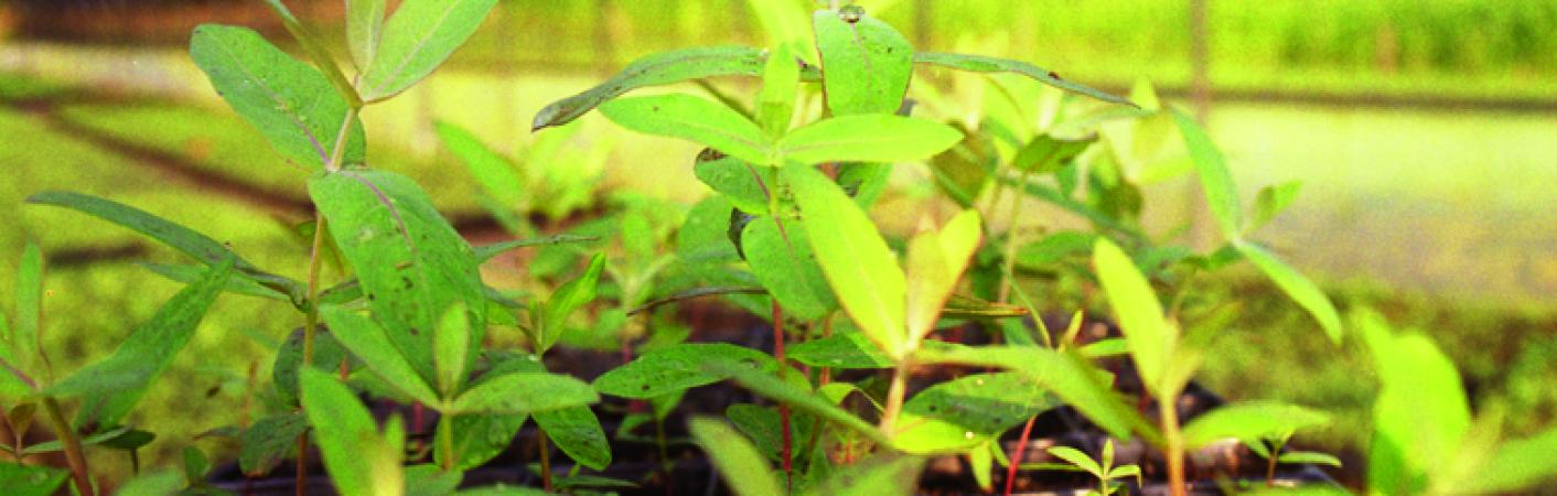 Zöglinge für Eukalyptus Bäume